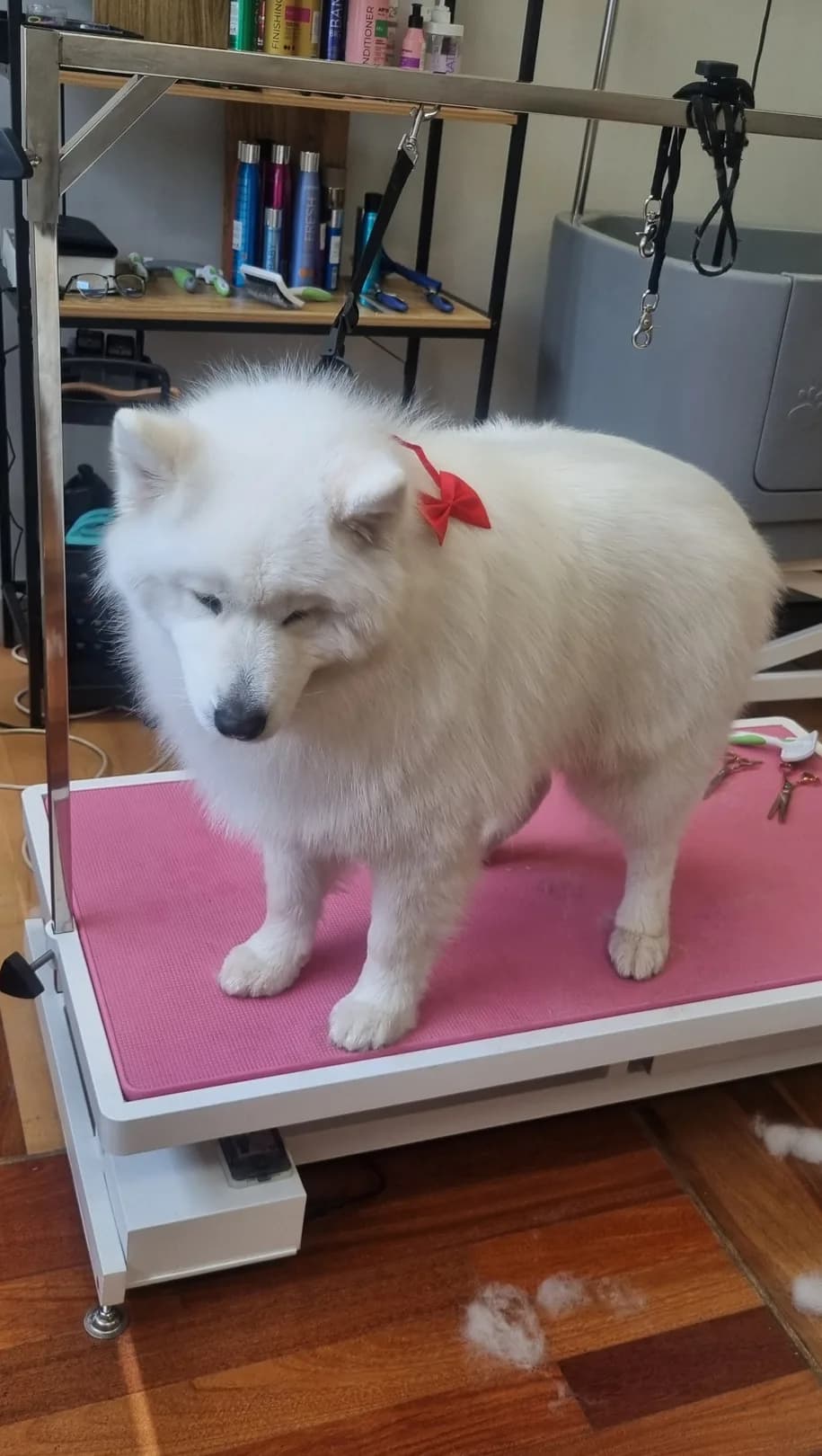 Biały samojed po kąpieli i wyczesaniu w salonie Pongo
