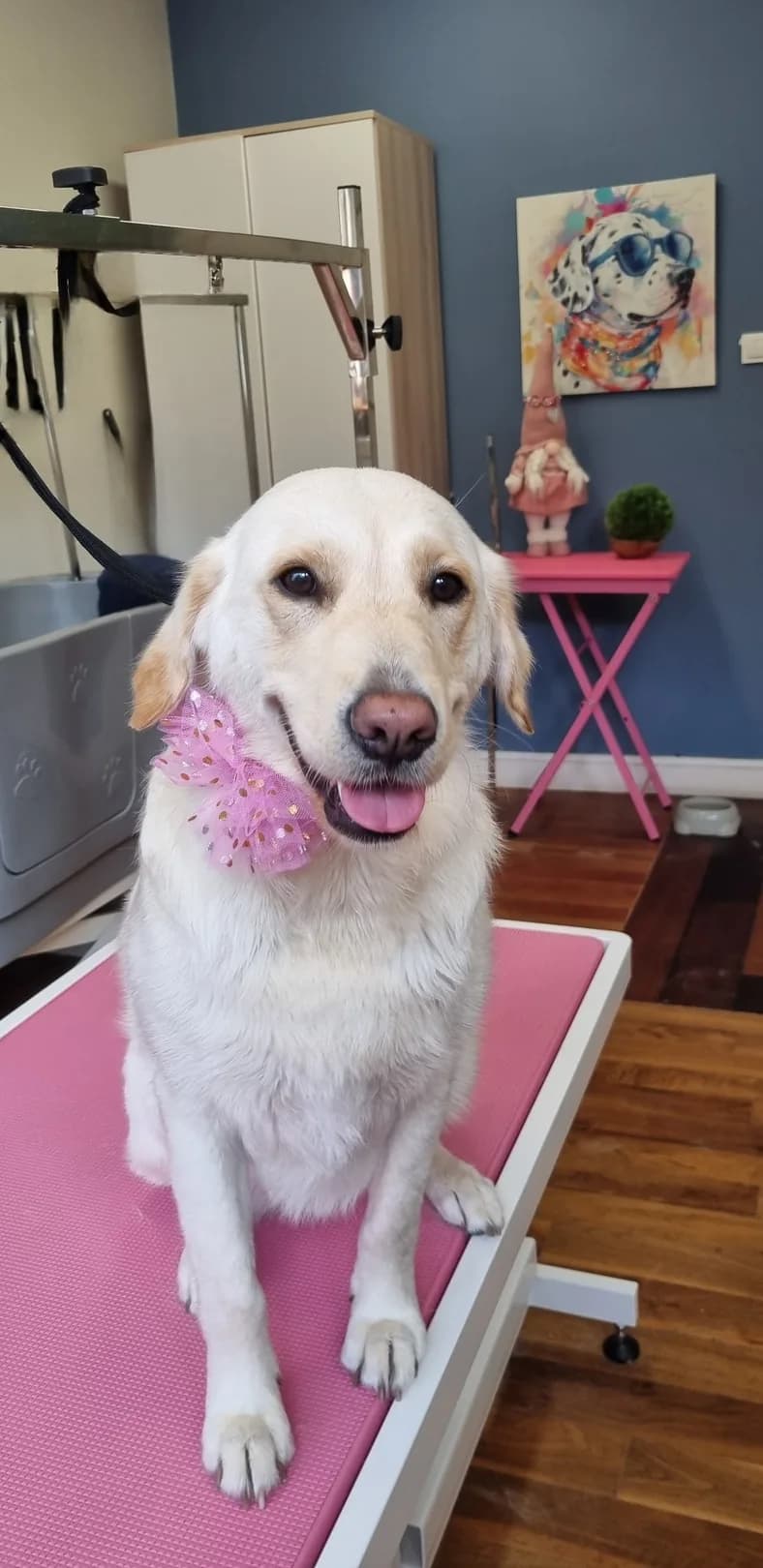 Labrador po kąpieli na stole groomerskim