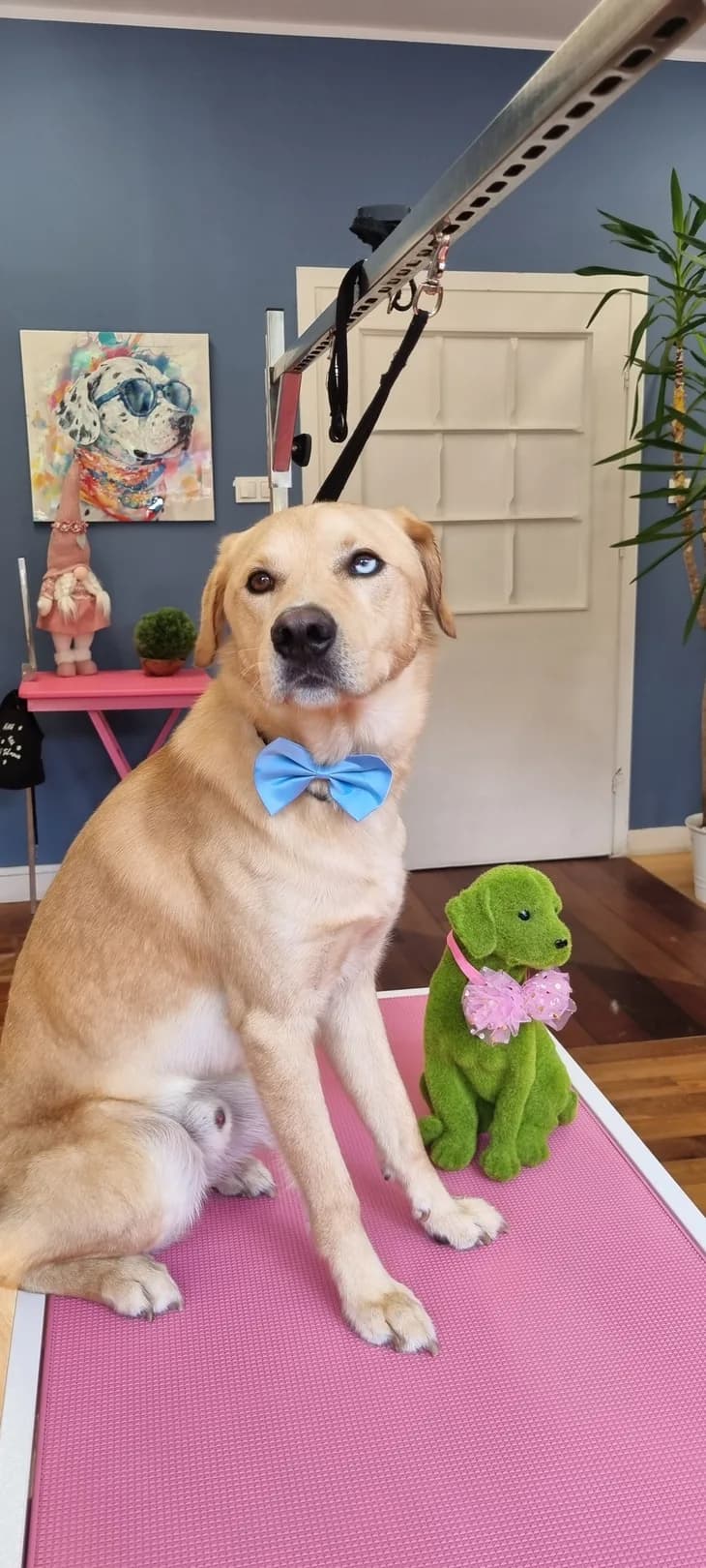 Labrador z niebieską muszką po pielęgnacji