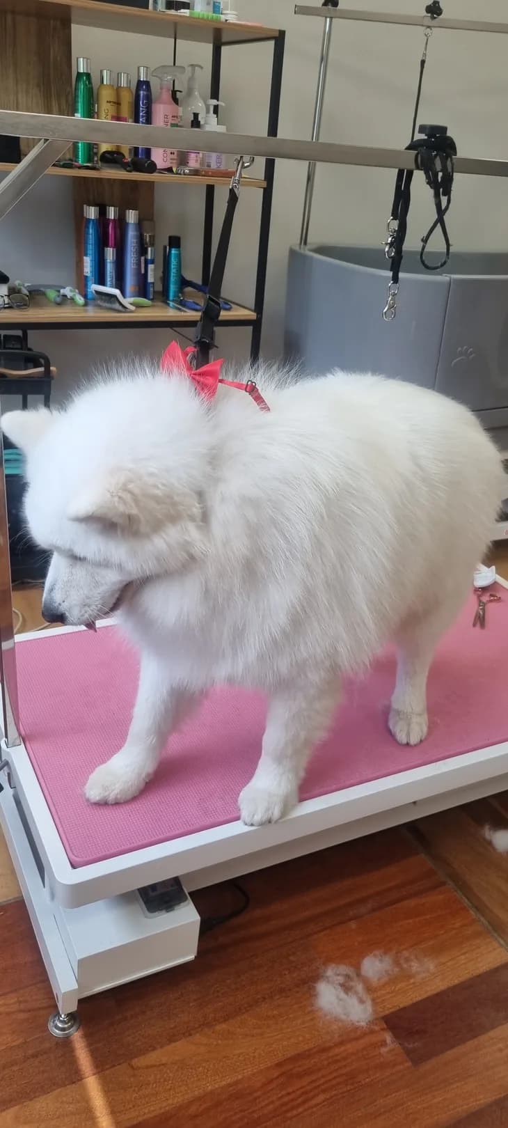 Samojed po wyczesaniu podszerstka