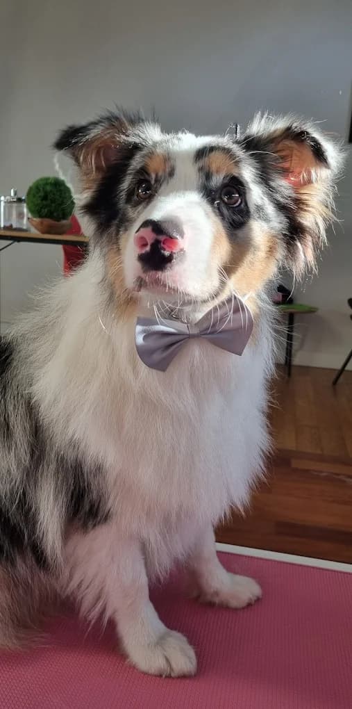 Border collie z muszką po pielęgnacji