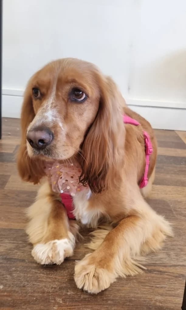 Cocker spaniel po pielęgnacji w salonie Pongo