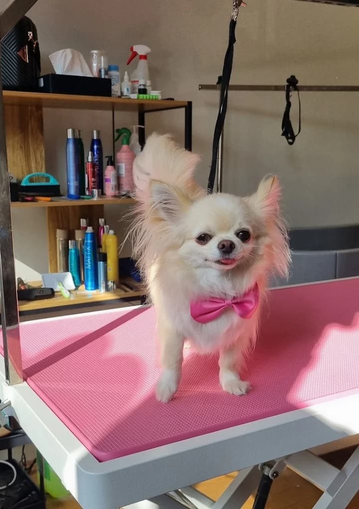 Chihuahua z różową kokardą po kąpieli