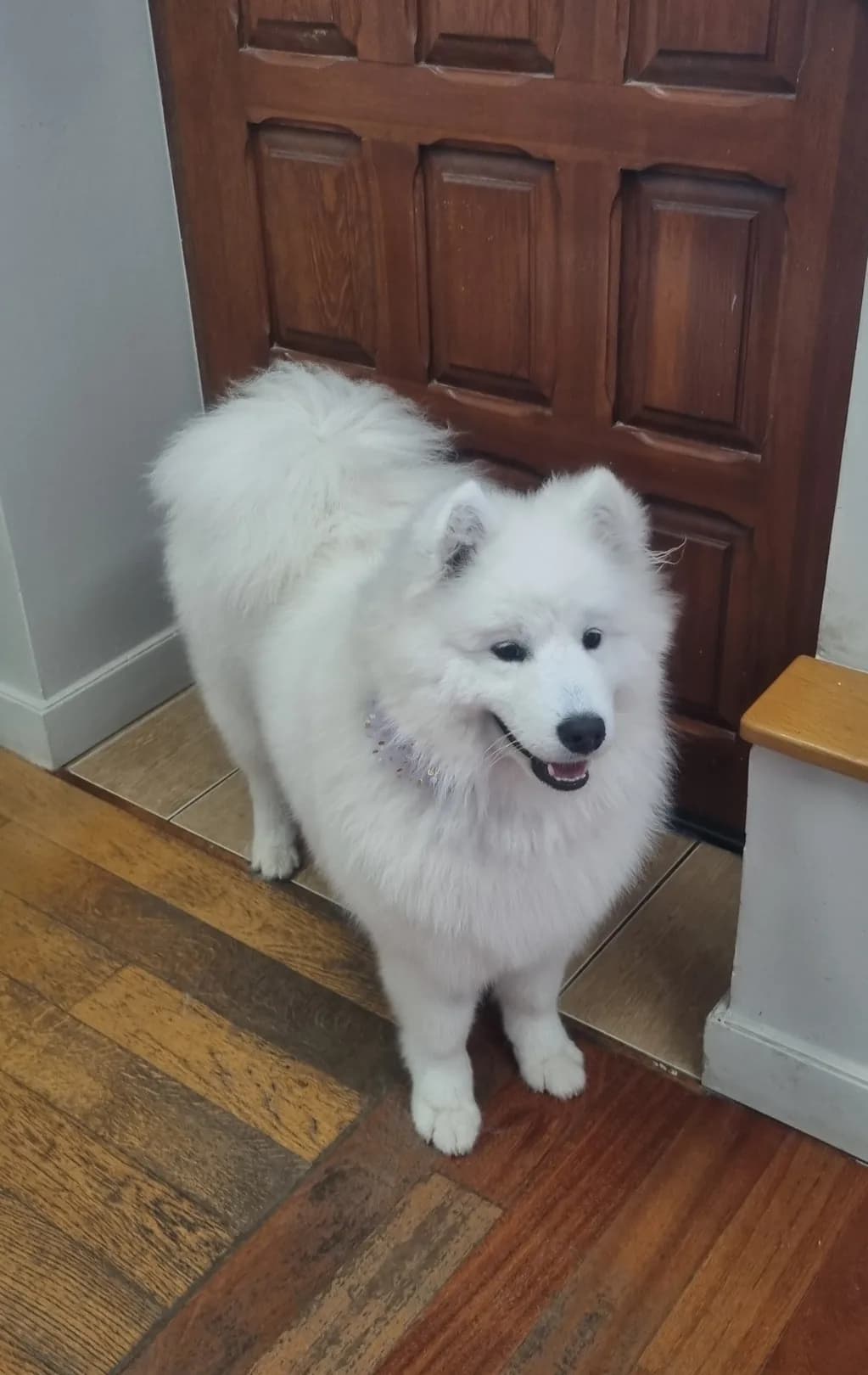 Samojed po wyczesaniu podszerstka