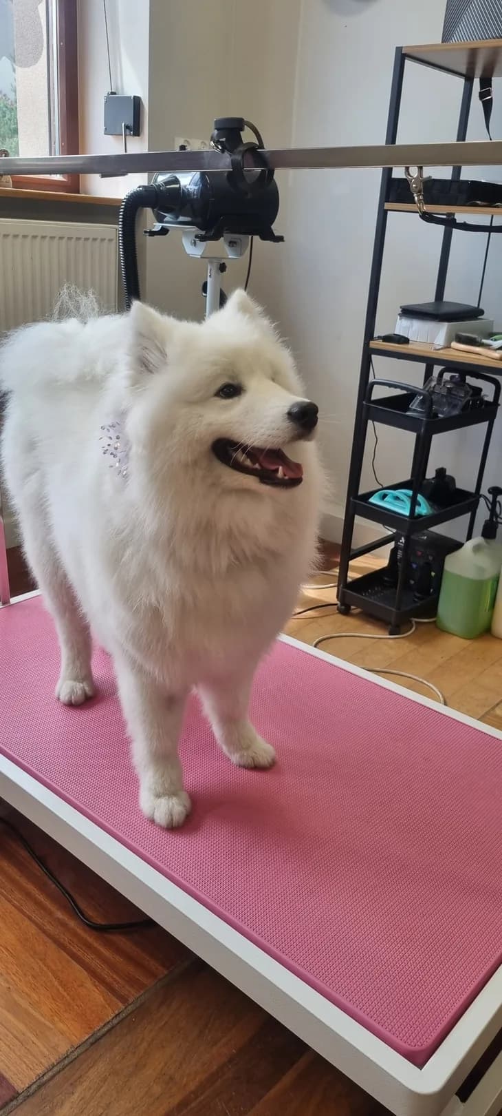 Samojed na stole groomerskim po kąpieli